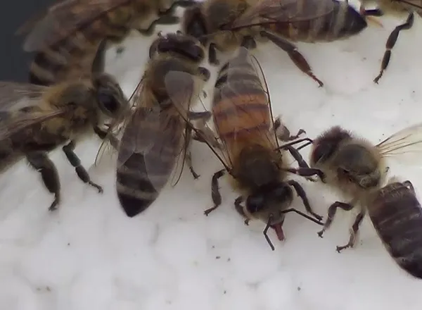Pčele vodonoše na pojilu